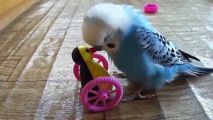 Попугай играет и общается с игрушкой