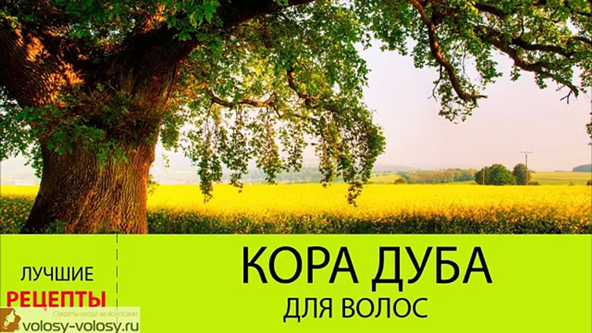 ⁣Кора дуба для волос. ОТВАР коры дуба для волос. Маски для волос с корой дуба