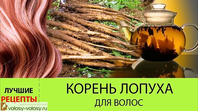 Корень лопуха для волос. Польза ОТВАРА из корней лопуха. Рецепты и применение