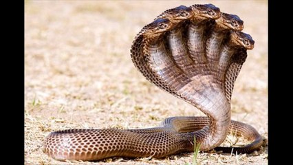 پانچ سروں والا سانپ -The Proof of Five Headed Snake