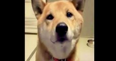 Mom Asks Her Dog To Bark Softly. How He Responds Made Everyone Burst Out Laughing