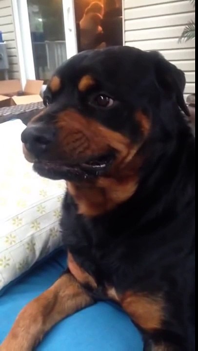 Rottweiler Shows Its Mean Face
