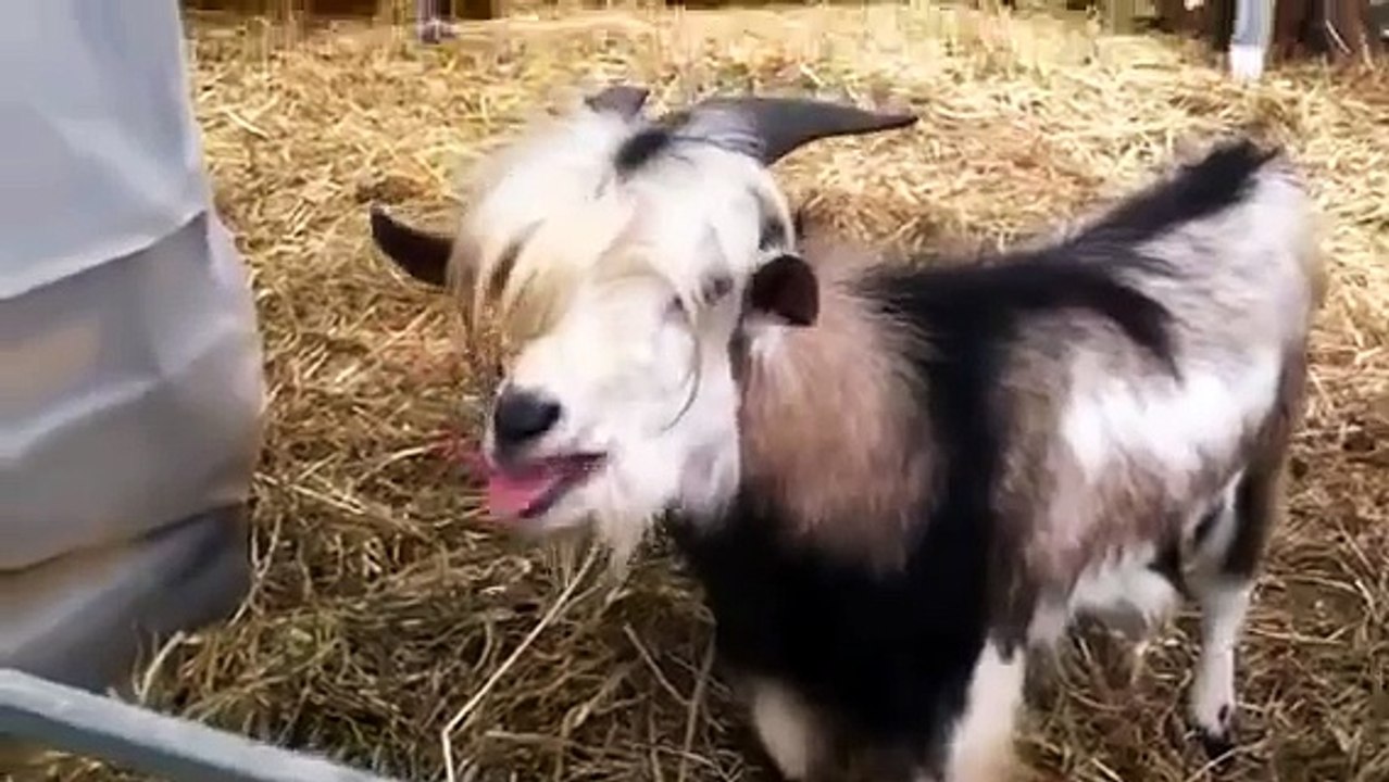 Goat imitates chicken