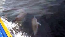 Golfinhos em Ilha Grande - Angra dos Reis Assista Agora