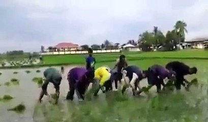 Khmer Farmer 2015 | Do His Work Like A hobby (FULL HD)