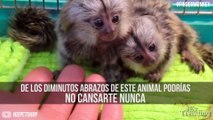 Monos de bolsillo: la tierna pero ilegal moda en China