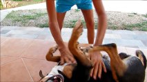 Funny, dog and puppy playing with hair and fall down