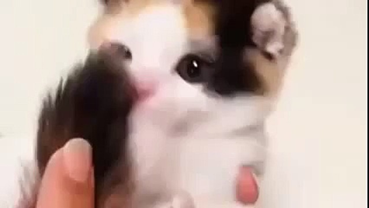 Kuyruğunu ısıran yavru kedi