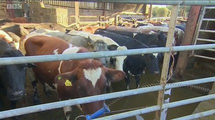 BBC1_ Points West 15Feb16 - calls for the badger cull to be extended to Wiltshire