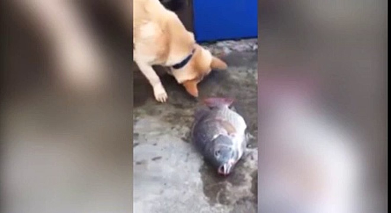 vicdanlı köpek