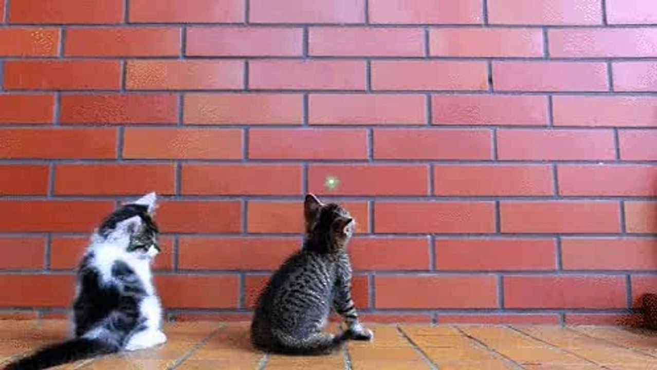 arkadaşının hayatını kurtaran kedi :)