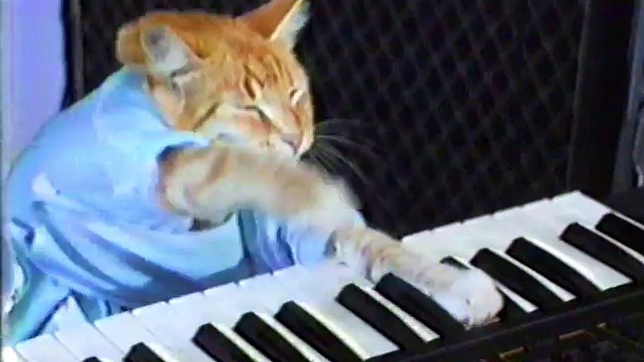 CATmageddon  truth