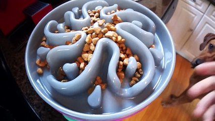 Rhodesdian Ridgeback Learns To Hunt Lions - Marking Our Territoy