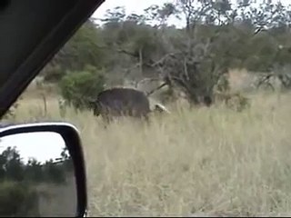 3 Male lions hunting buffalo