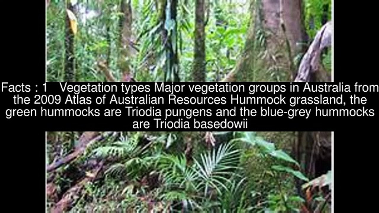 Vegetation types of Flora of Australia Top 15 Facts.mp4 (Funny Videos 720p)