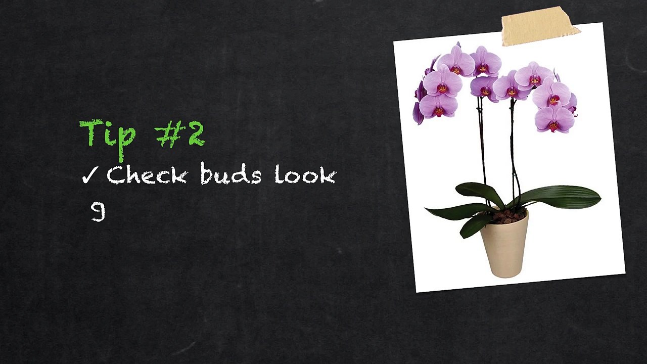 How to Buy an Orchid from a Store
