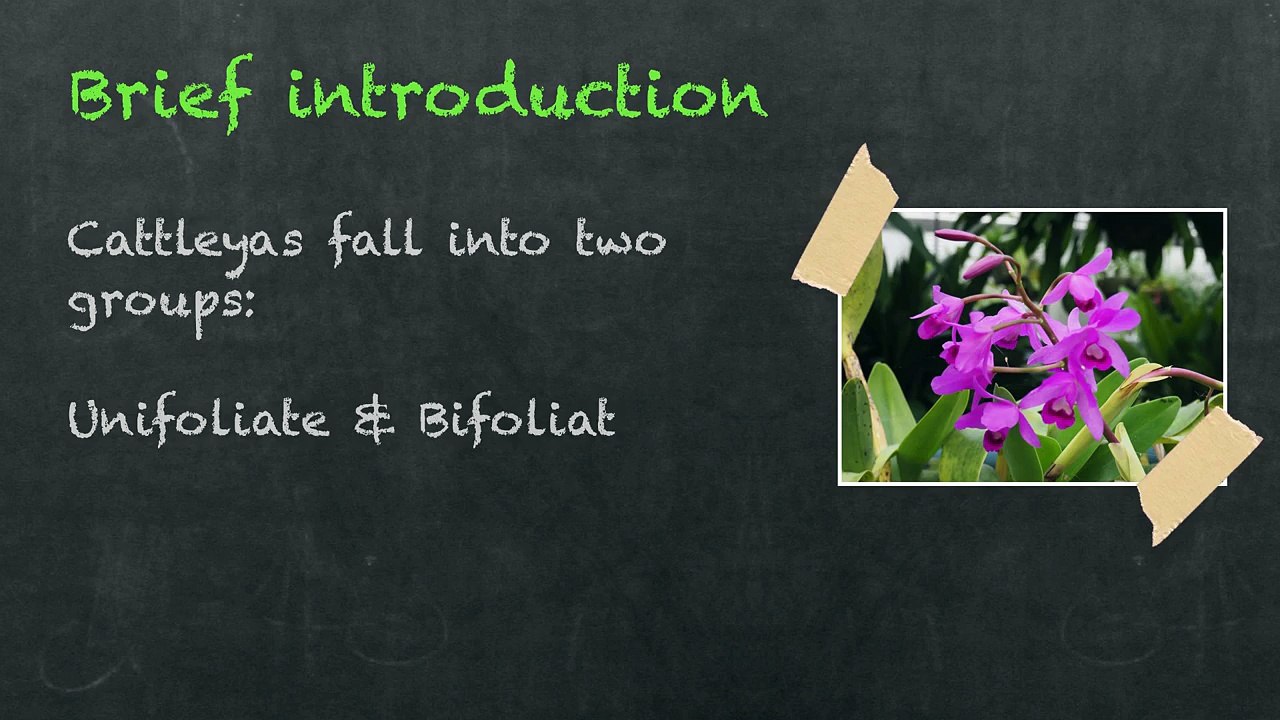Introduction to Cattleya Orchids