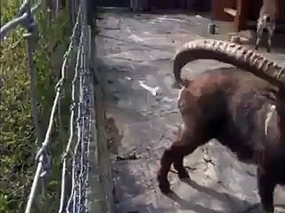 هههه تحسو معلم حيوان خبيث في مخو