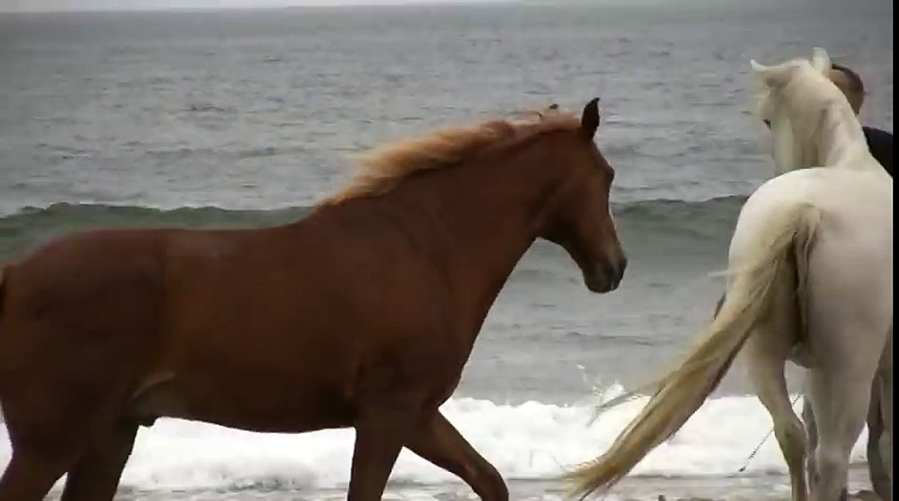 Horses at Liberty