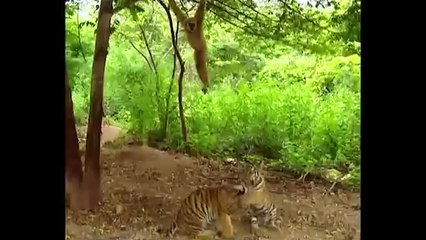 Ozzy Man's The Lives of Animals - Volume 5 2016