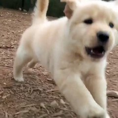 A little puppy floof on the run!