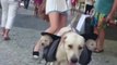 A mother dog takes her human and two puppies for a walk...