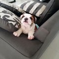 A talking Bulldog puppy!