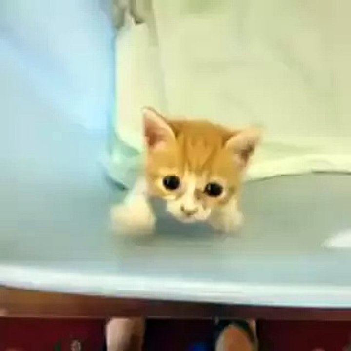 Someone, pick this kitten up!