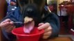 Why is this so funny / A dog with hands eating from a bowl (FUNNY VINE!)