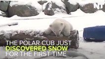 This Polar Cub Was Introduced To Snow For The First Time