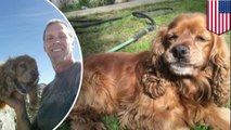 Anjing yang diculik oleh pencuri anjing bertemu kembali dengan pemiliknya