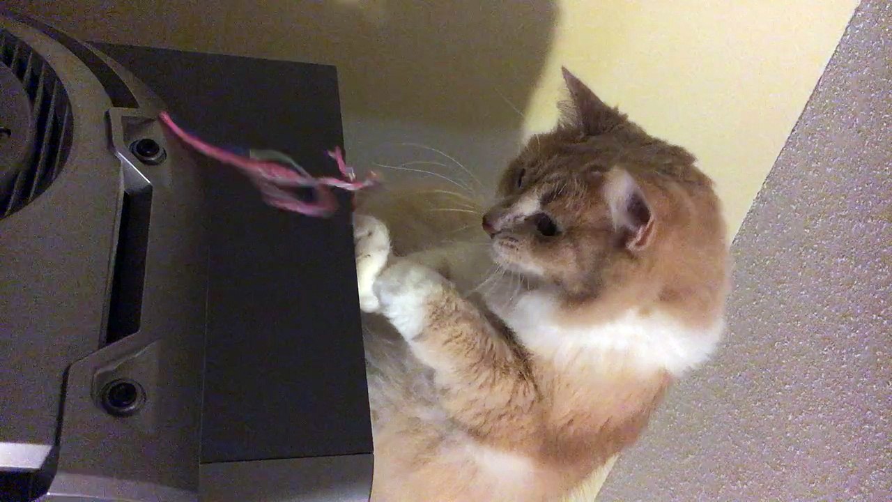 kitty