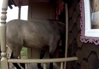 Clever Horse Opens the Door