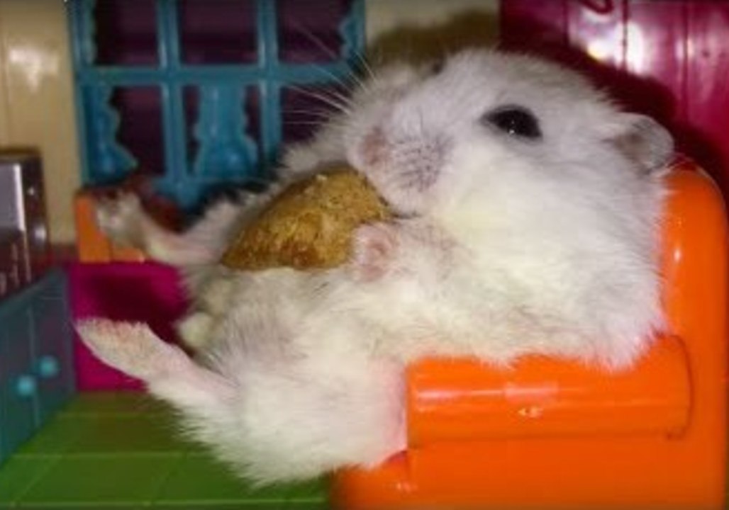 Hamsters Hang Out in a Doll House