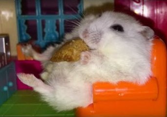 Hamsters Hang Out in a Doll House