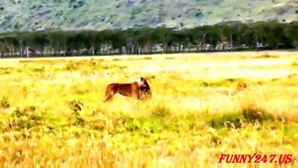 Lion vs Baboon. Lion Kill Baboon,Lion Attack