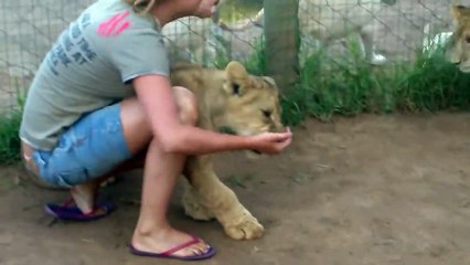 Young Lady Is Getting Mauled By Two Young Lions