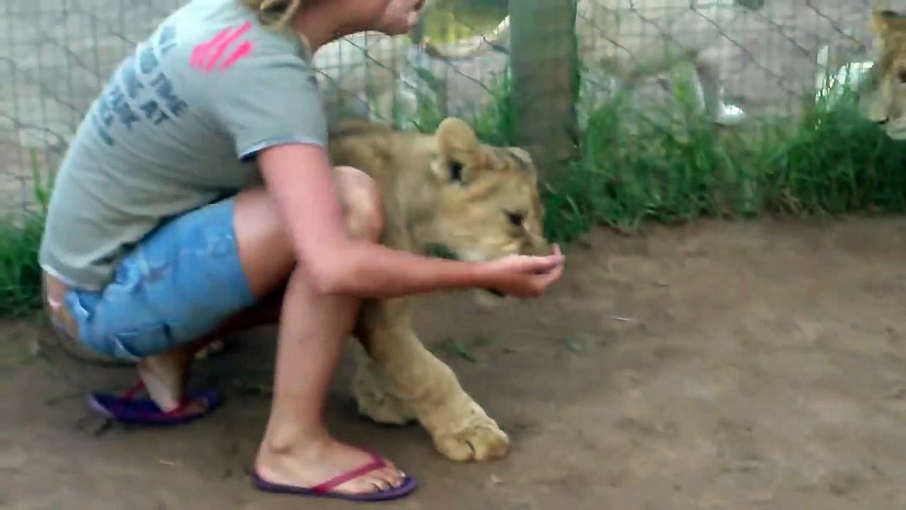 Young Lady Is Getting Mauled By Two Young Lions