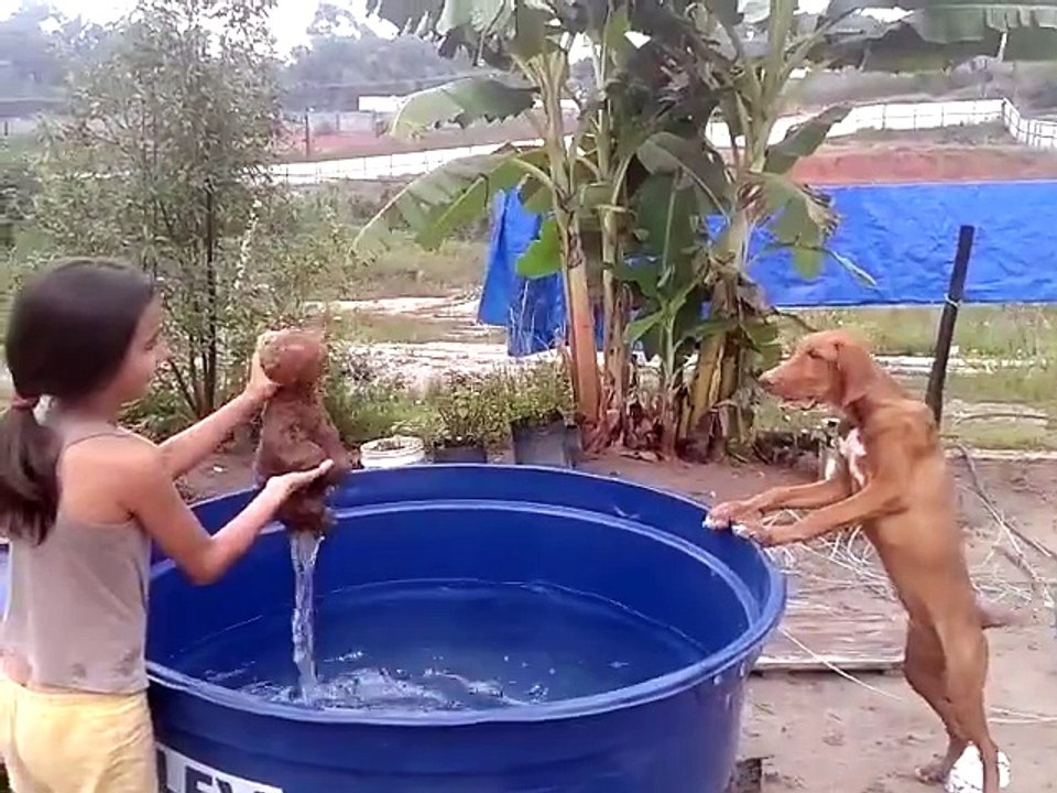 Cachorro salvando cria