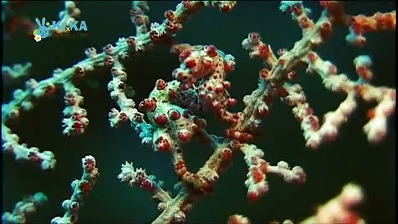 Mama Mirabelles Tierkino 18 Ob groß, ob klein, jeder kann besonders sein