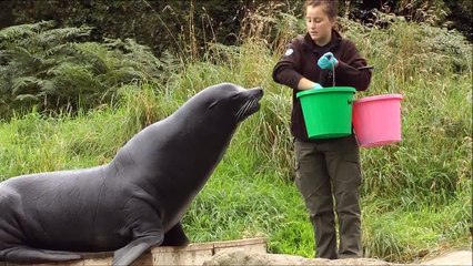 Amazing seal doing tricks