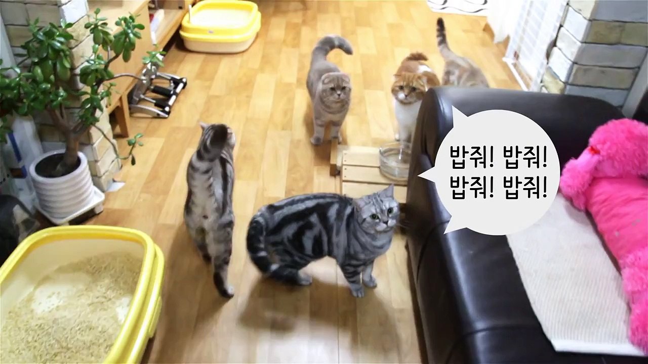 밥 달라고 야옹대는 고양이들 Hungry Cat Meowing for Food ハングリー猫 ニャ!ニャ![SURI&NOEL수리노을]