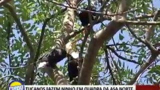 Tucanos fazem ninho em quadra da Asa Norte
