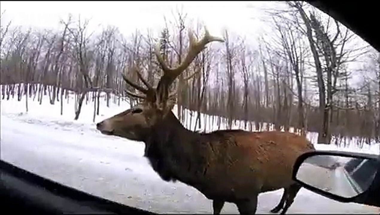 Une fillette tellement heureuse de pouvoir nourrir un cerf