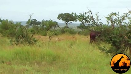 Lion Versus a Big Buffalo Bull - Latest Wildlife Sightings
