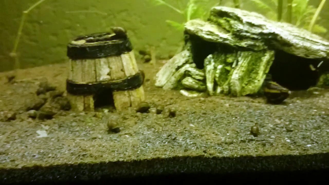 Schneckenplage in 60L Aquarium