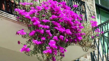 Container Gardening Ideas