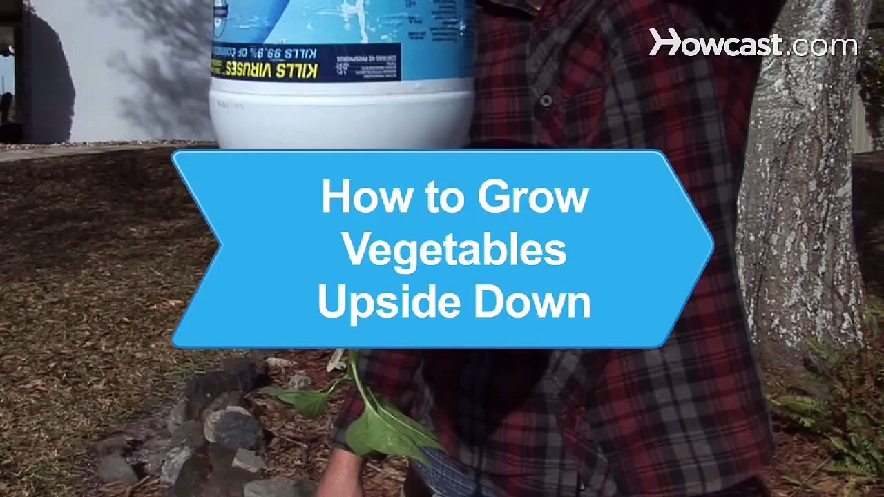 How to Grow Vegetables Upside Down