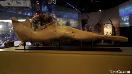 NewCa.com: 2016 OSC. Mammoths and Mastodons EX Opening
