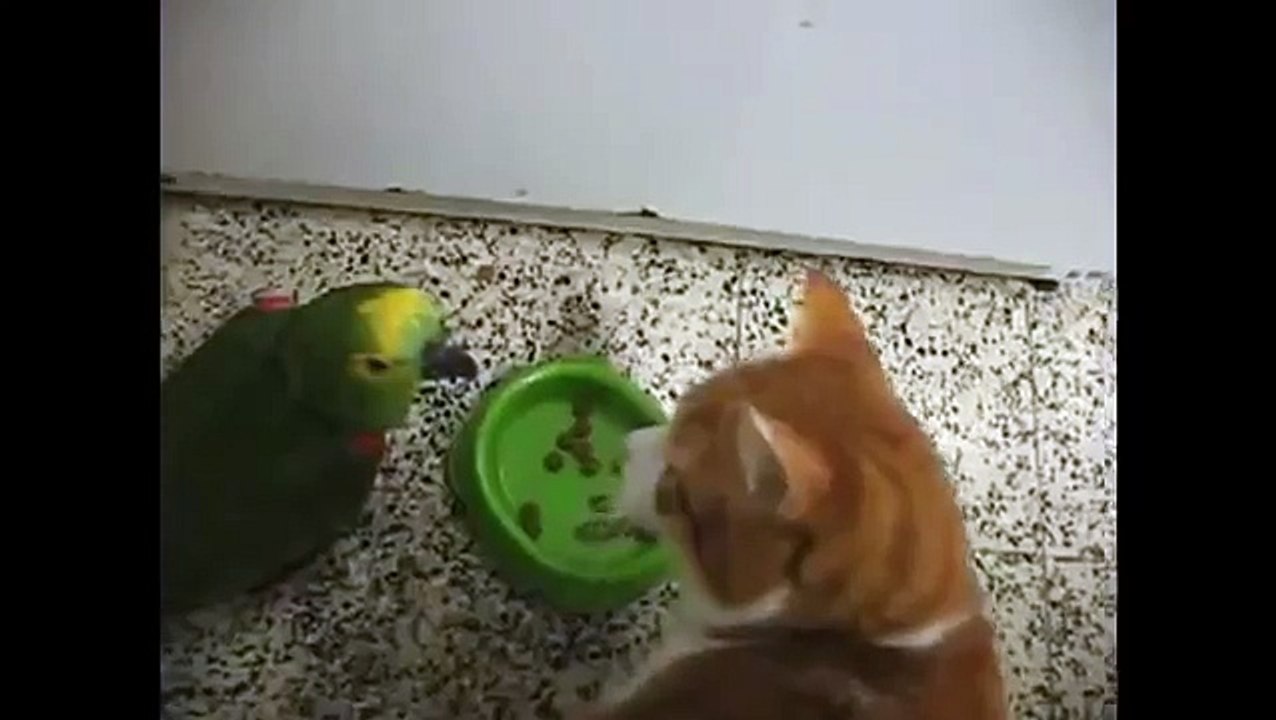 Parrot vs. Cat epic Food-Fight !